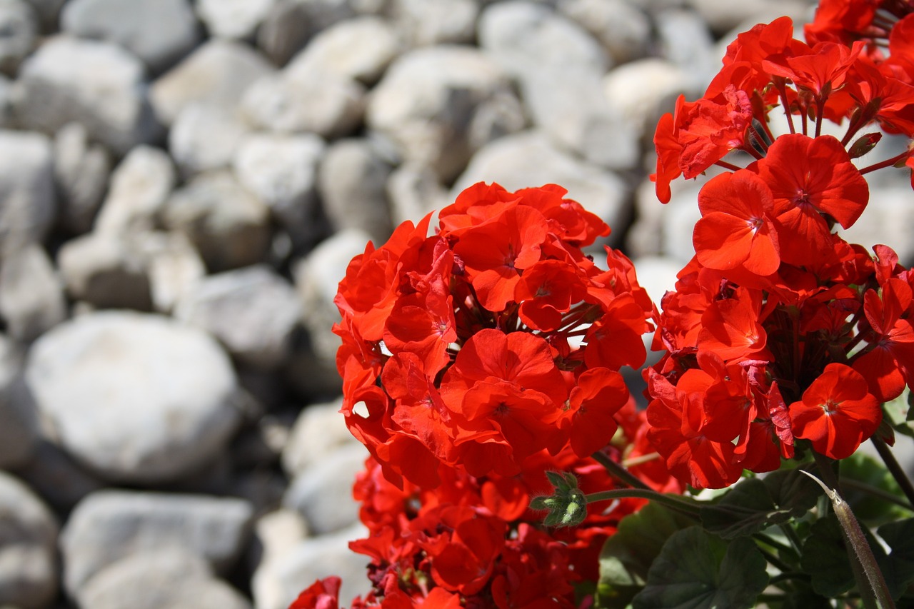 안중역사계획